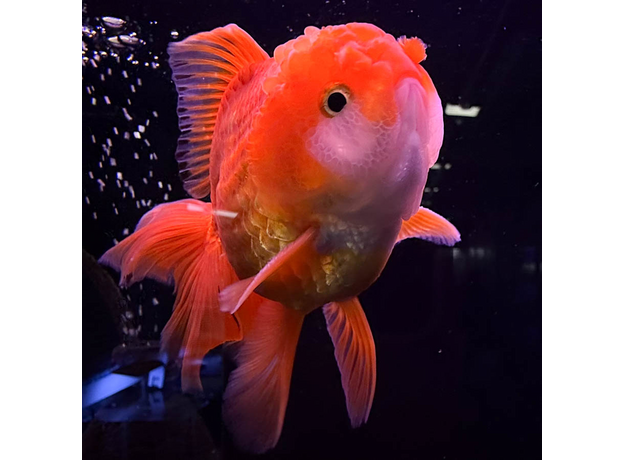 Золотая рыбка Оранда красная ML (Carassius auratus var.)