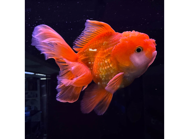 Золотая рыбка Оранда красная ML (Carassius auratus var.)