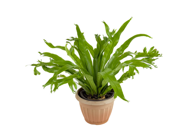 Асплениум Крисси