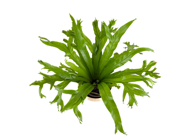 Асплениум Крисси