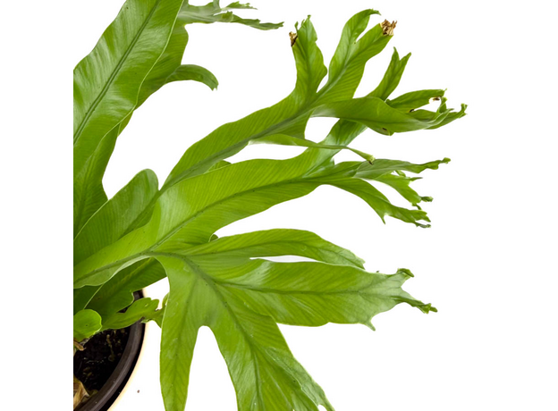 Асплениум Крисси