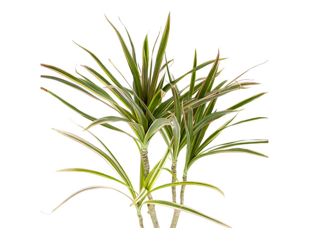 Драцена маргината