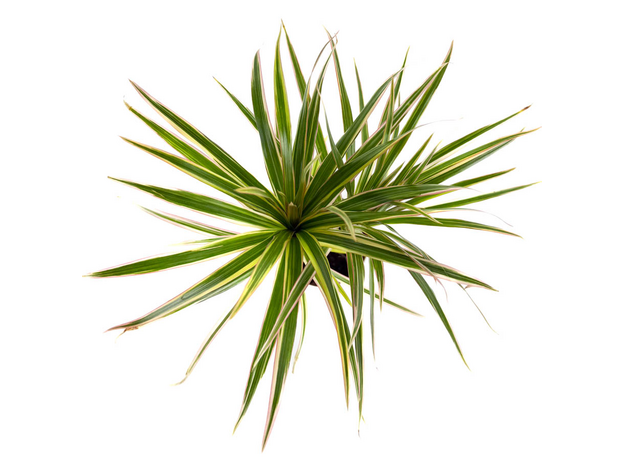 Драцена маргината