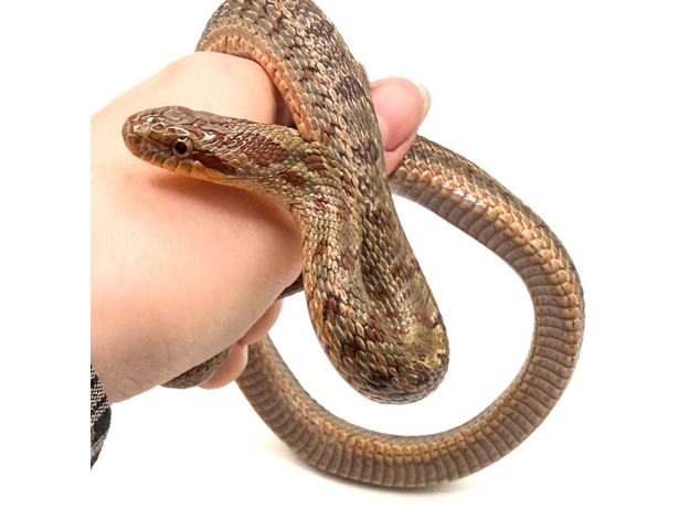 Полоз узорчатый, L