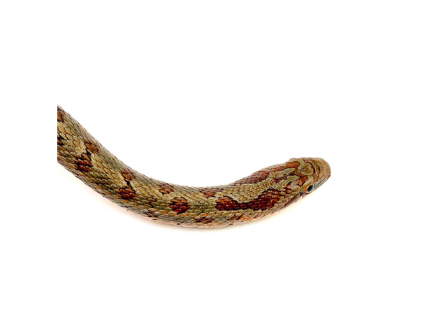 Полоз узорчатый, L