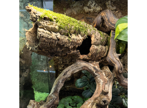 Террариумный комплект "Спутанные корни"