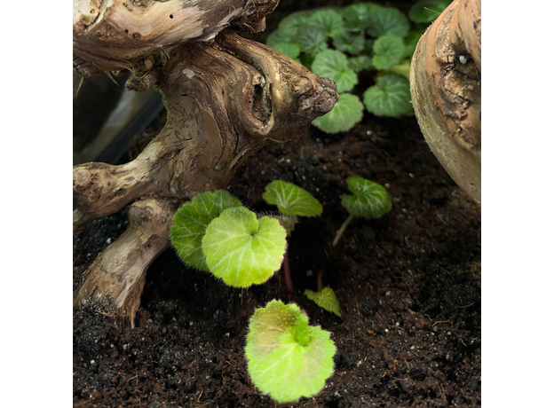 Террариумный комплект "Спутанные корни"