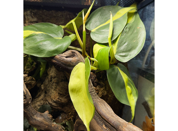 Террариумный комплект "Спутанные корни"