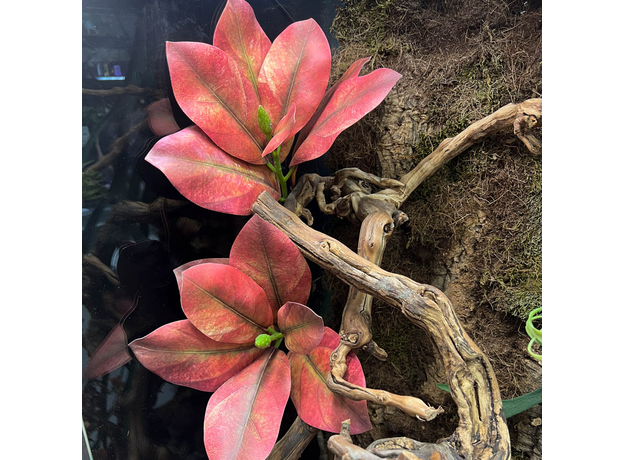 Террариумный комплект "Тайны Канопи"