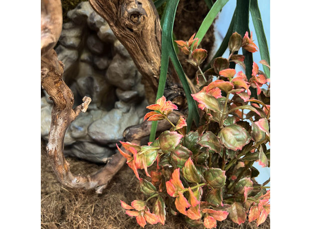 Террариумный комплект "Тайны Канопи"