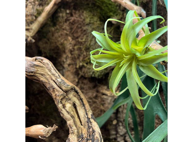 Террариумный комплект "Тайны Канопи"