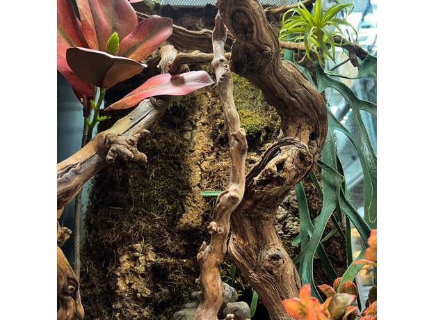 Террариумный комплект "Тайны Канопи"