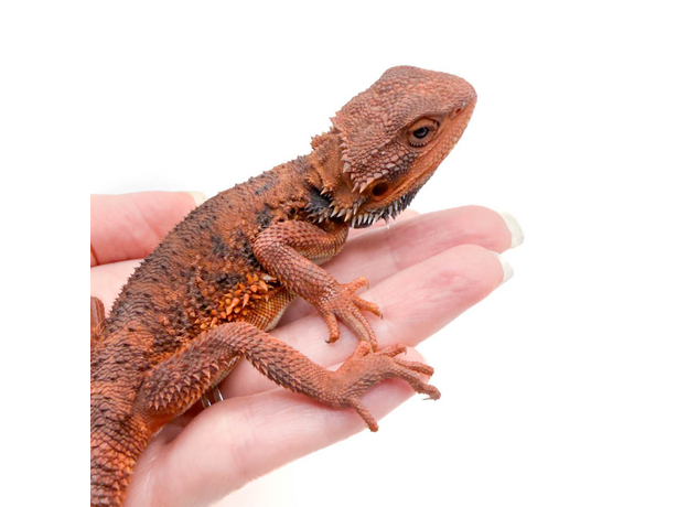 Агама бородатая Dark Red Translucent