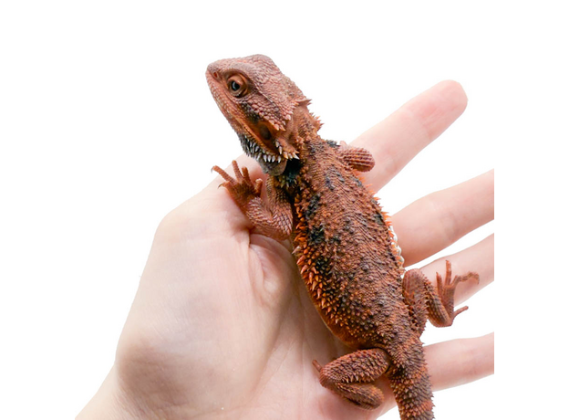 Агама бородатая Dark Red Translucent