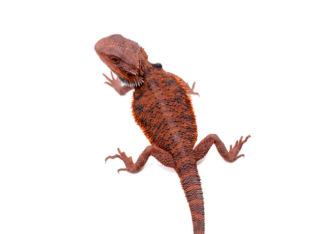 Агама бородатая Dark Red Translucent