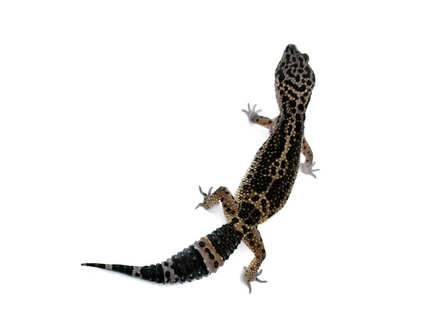 Эублефар пятнистый blood cr BN ХL