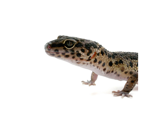 Эублефар пятнистый blood cr BN ХL