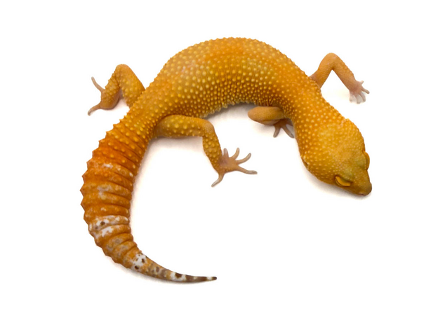 Эублефар пятнистый Super Hypo Tangerine Carrot Tail (SHTCT) L