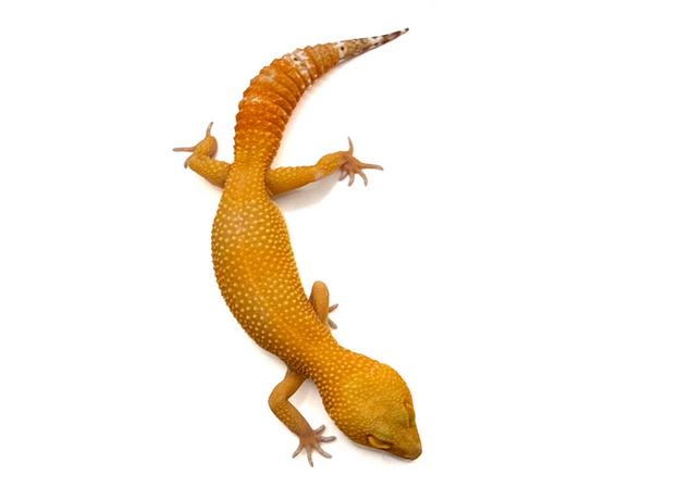 Эублефар пятнистый Super Hypo Tangerine Carrot Tail (SHTCT) L