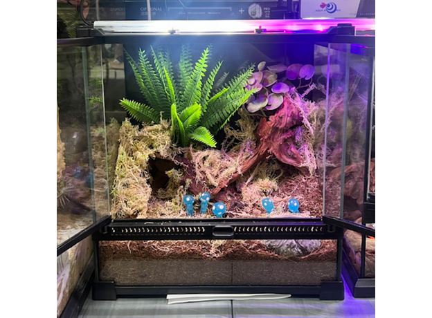 Террариумный комплект "Духи леса"