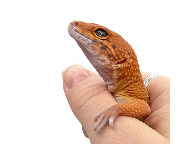 Эублефар пятнистый G-project  XL