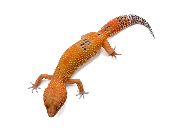 Эублефар пятнистый G-project  XL