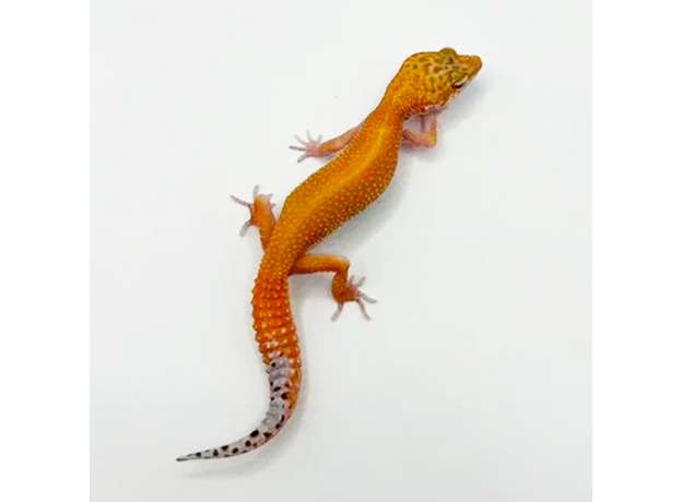 Эублефар пятнистый Hypo Tangerine Carrot Tail (HTCT) L