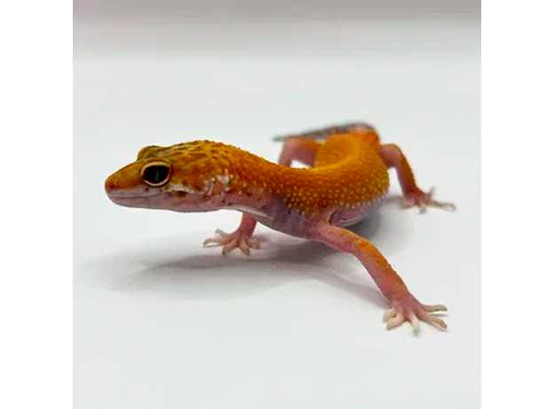 Эублефар пятнистый Hypo Tangerine Carrot Tail (HTCT) L