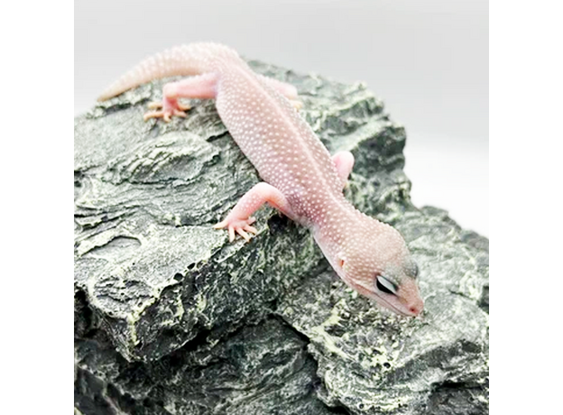 Эублефар пятнистый Super Snow Patternless M