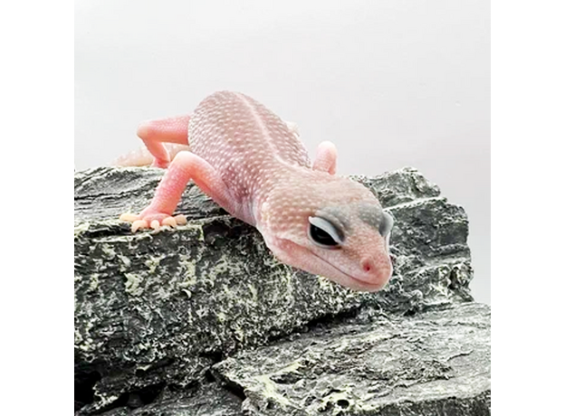 Эублефар пятнистый Super Snow Patternless M