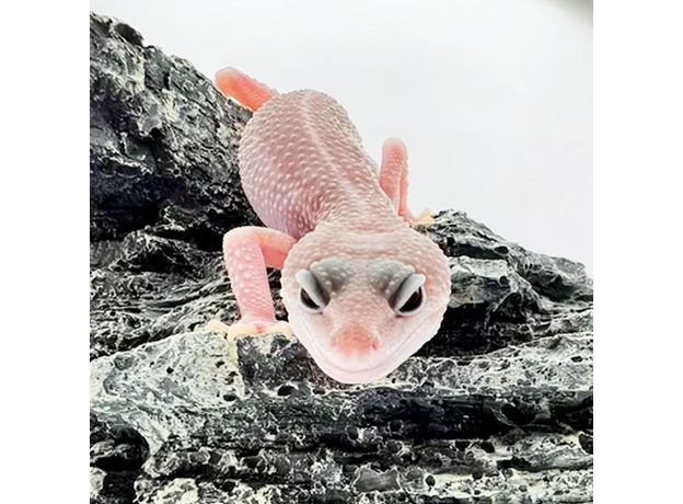 Эублефар пятнистый Super Snow Patternless M