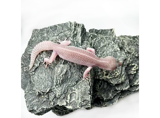 Эублефар пятнистый Super Snow Patternless M