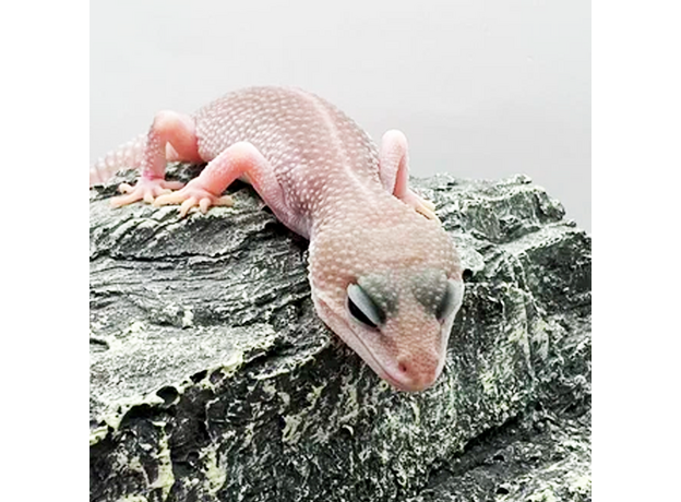 Эублефар пятнистый Super Snow Patternless M