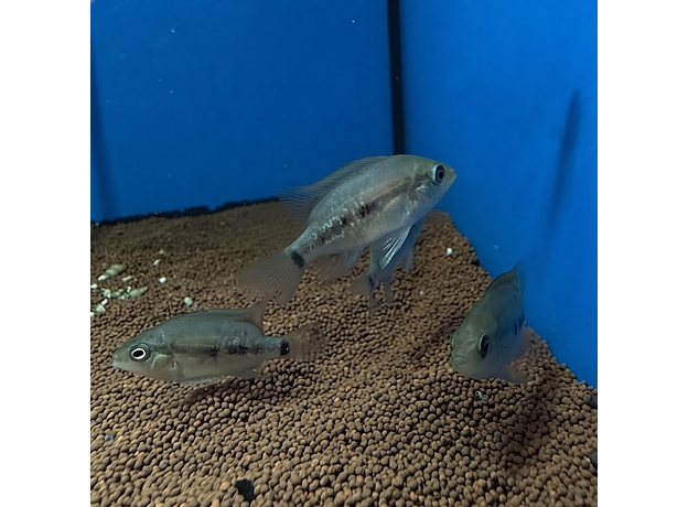 Цихлазома Бокура (Cichlasoma bocourti)