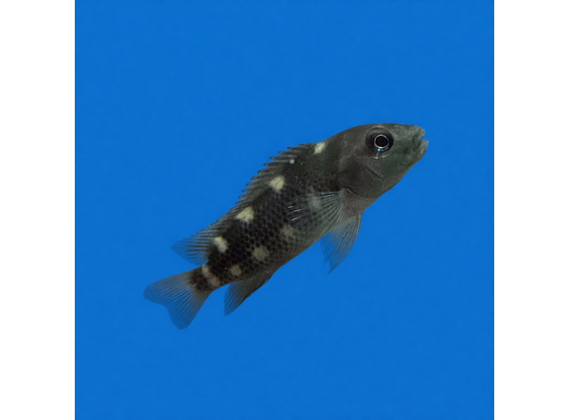 Цихлида львиноголовая (Steatocranus casuaris)