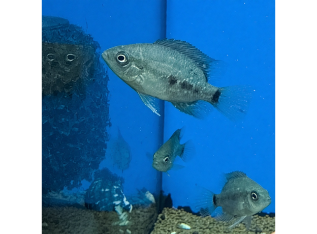 Цихлазома Бокура (Cichlasoma bocourti)