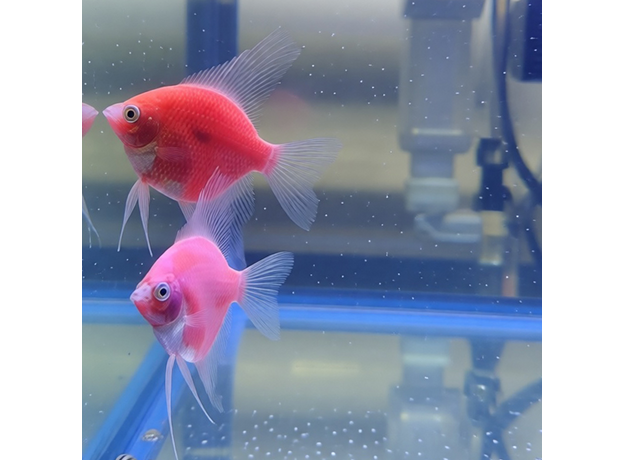 Скалярия Glo красная (Pterophyllum scalare)