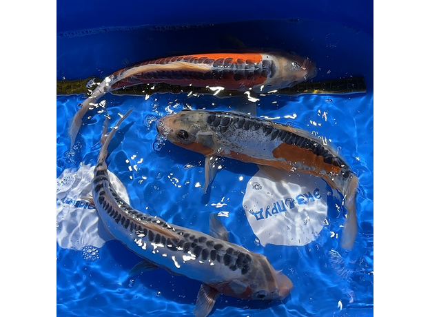 Карп кои Shusui M (Cyprinus Carpio)