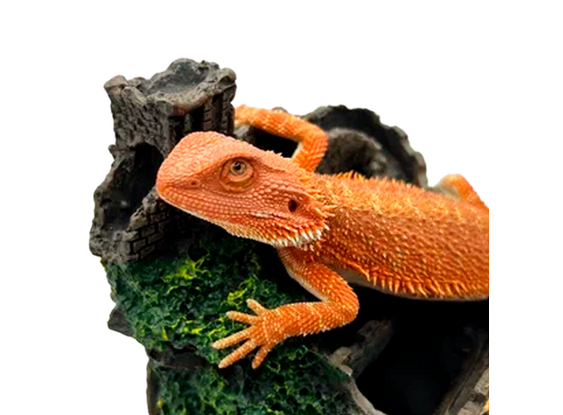 Агама бородатая Red Hypo M