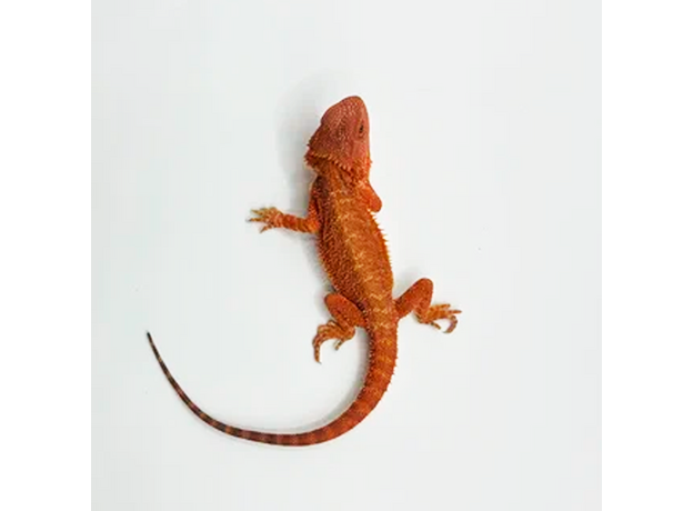 Агама бородатая Red Hypo M