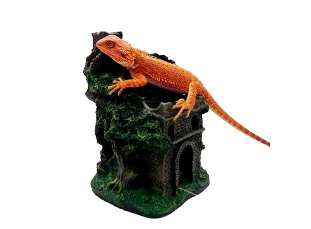 Агама бородатая Red Hypo M