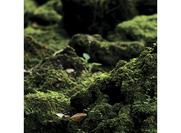 Фон для террариума Мох в лесу 30х30 см, EXOMENU