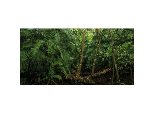 Фон для террариума Тропические Пальмы 90х45 см EXOMENU