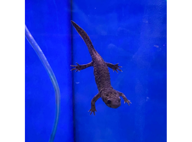 Тритон испанский (S)