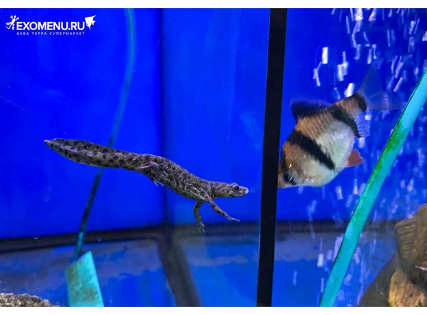 Тритон испанский (S)