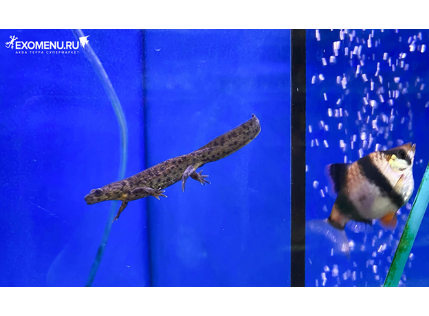 Тритон испанский (S)