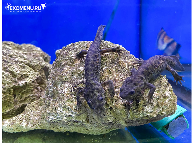 Тритон испанский (S)