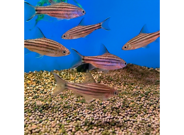 Барбус линейный (Desmopuntius johorensis)