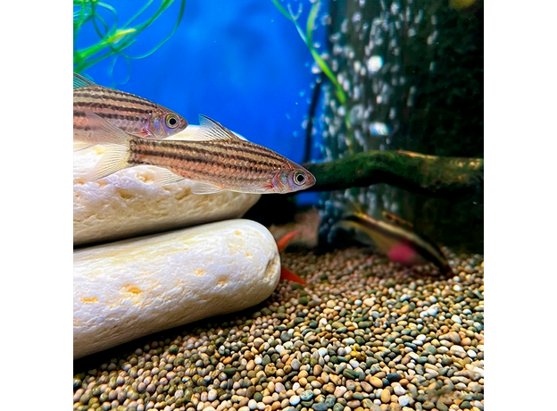 Барбус линейный (Desmopuntius johorensis)