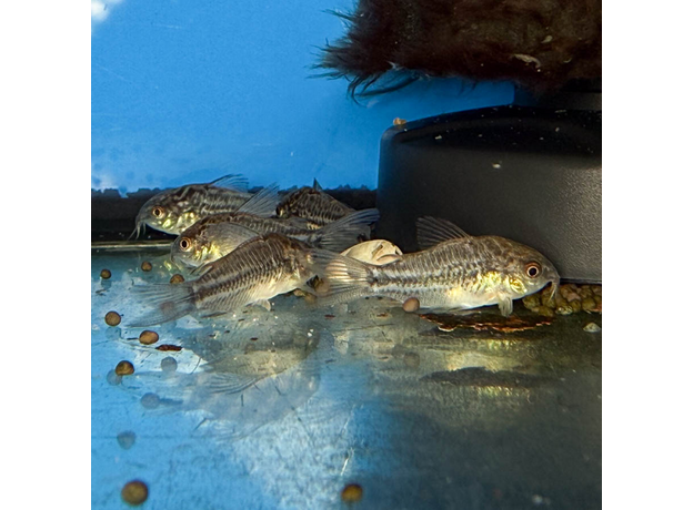 Сом коридорас Элеганс (Corydoras elegans)